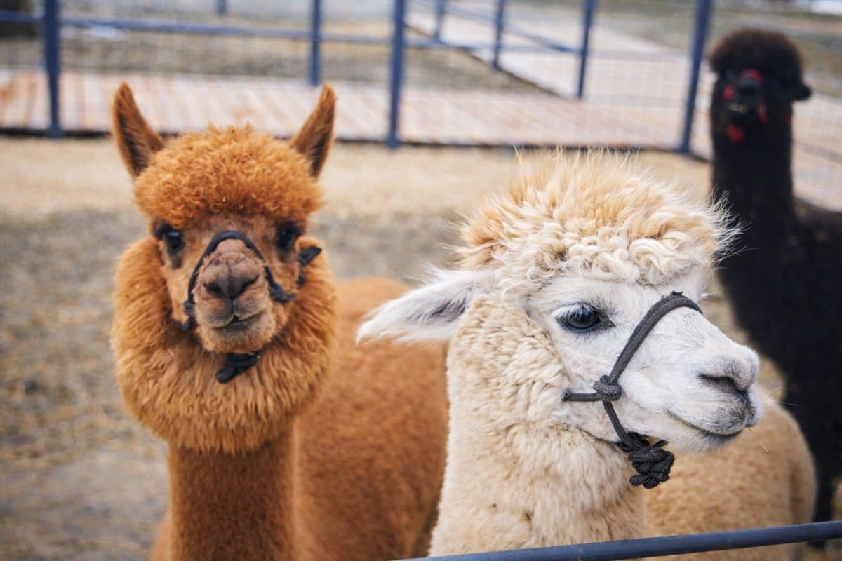 NeLama: экоферма альпак по пути в горы